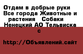 Отдам в добрые руки  - Все города Животные и растения » Собаки   . Ненецкий АО,Тельвиска с.